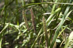 Fringed sedge